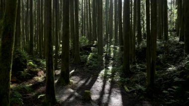 Alishan Dağı, Tayvan 'daki yeşil ormandan geçen yürüyüş izleri..