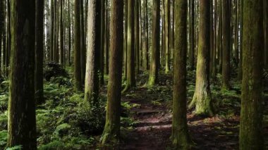 Alishan Dağı, Tayvan 'daki yeşil ormandan geçen yürüyüş izleri..
