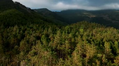 Tayvan 'daki dağ ormanlarının havadan görünüşü