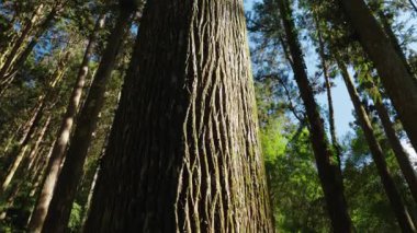 Ormandaki ağaç gövdesinin yeşil yapraklarına bakıyorum. 
