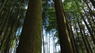 Ormandaki ağaç gövdesinin yeşil yapraklarına bakıyorum. 