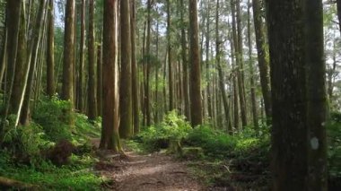 Alishan Dağı, Tayvan 'daki yeşil ormandan geçen yürüyüş izleri..