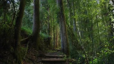 Alishan Dağı, Tayvan 'daki yeşil ormandan geçen yürüyüş izleri..