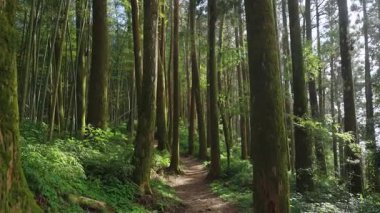 Alishan Dağı, Tayvan 'daki yeşil ormandan geçen yürüyüş izleri..