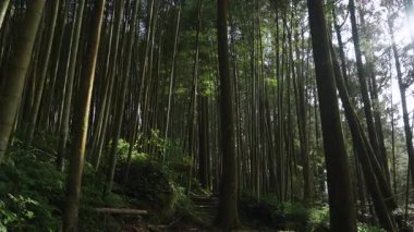 Alishan Dağı, Tayvan 'daki yeşil ormandan geçen yürüyüş izleri..
