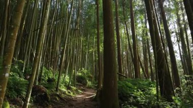 Alishan Dağı, Tayvan 'daki yeşil ormandan geçen yürüyüş izleri..