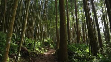 Alishan Dağı, Tayvan 'daki yeşil ormandan geçen yürüyüş izleri..