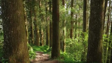 Alishan Dağı, Tayvan 'daki yeşil ormandan geçen yürüyüş izleri..