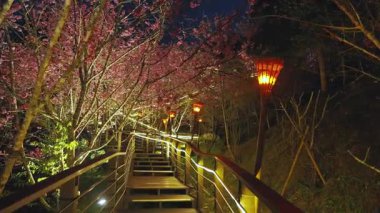 Alishan, Tayvan 'da Güzel Merdivenler ve Kiraz Çiçekleri Gece Sahnesi.