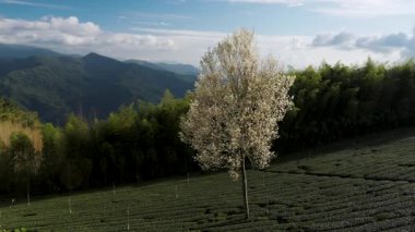 Yeşilli yeşil çay bahçesi sıraları. Alishan, Tayvan 'da gün batımında yeşil çay tarlaları.