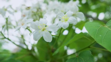 Güzel beyaz tung çiçeğinin yaklaşması 