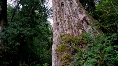 Ormandaki yaşlı ağaç