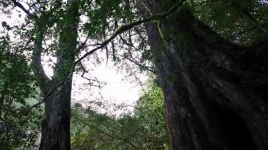 Ormandaki yaşlı ağaç