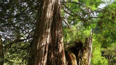 Ormandaki yaşlı ağaç