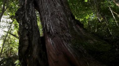 Ormandaki yaşlı ağaç