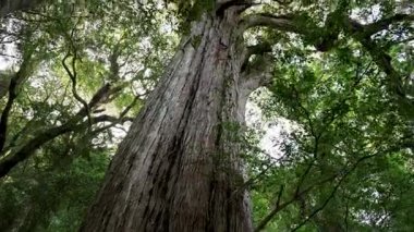 Ormandaki yaşlı ağaç