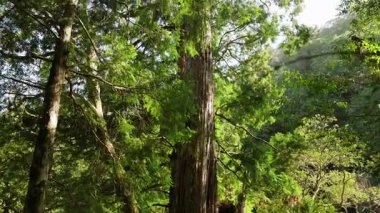 Ormandaki yaşlı ağaç