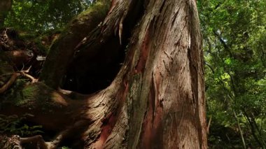 Ormandaki yaşlı ağaç