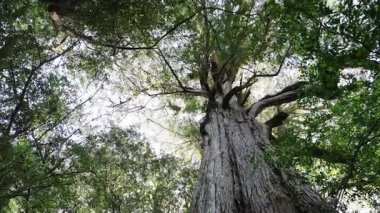 Ormandaki yaşlı ağaç