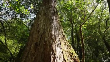 Ormandaki yaşlı ağaç