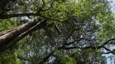 Ormandaki yaşlı ağaç