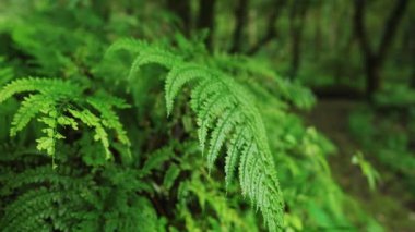 Bereketli yeşilliklerle çevrili huzurlu orman patikası