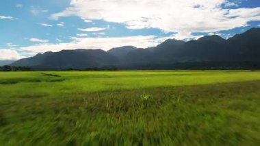 Güzel pirinç tarlalarının havadan görünüşü