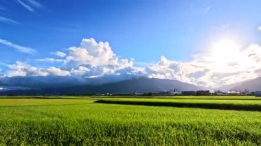 Doğu Longitudinal Vadisi, Tayvan 'da gün doğumunda pirinç tarlalarının teras manzarası.
