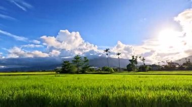 Doğu Longitudinal Vadisi, Tayvan 'da gün doğumunda pirinç tarlalarının teras manzarası.