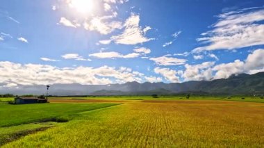 Doğu Longitudinal Vadisi, Tayvan 'da gün doğumunda pirinç tarlalarının teras manzarası.