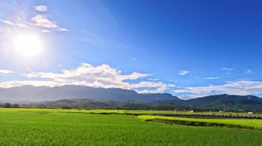 Doğu Longitudinal Vadisi, Tayvan 'da gün doğumunda pirinç tarlalarının teras manzarası.