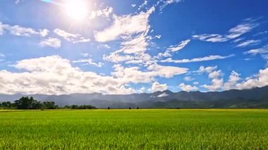 Doğu Longitudinal Vadisi, Tayvan 'da gün doğumunda pirinç tarlalarının teras manzarası.