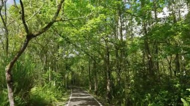 Yeşil ormandan geçen uzun ağaçların arasından süzülen güneş ışığıyla yürüyüş izleri.