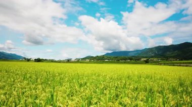 Yeşil manzaralı çeltik tarlası, tarımsal tarlalar.