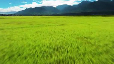 Güzel pirinç tarlalarının havadan görünüşü