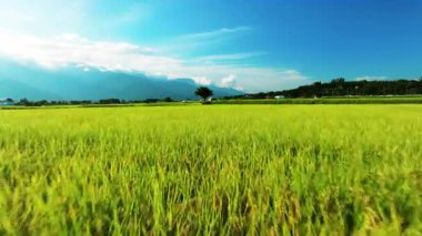 Güzel pirinç tarlalarının havadan görünüşü