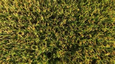 Pirinç tarımının havadan görünüşü