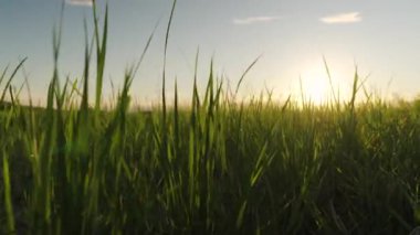 Güneş doğarken altın pirinç tarlası