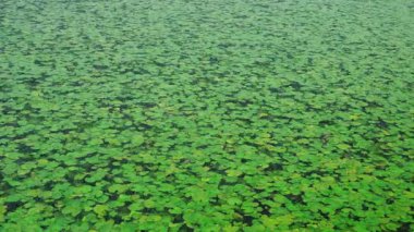 Yeşil ormana ve patikaya yağmur yağıyor