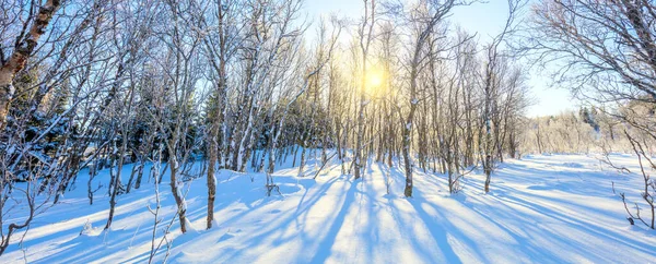 Vinter Soligt Panoramalandskap Snöig Skog Och Riktig Sol Den Orörda — Stockfoto