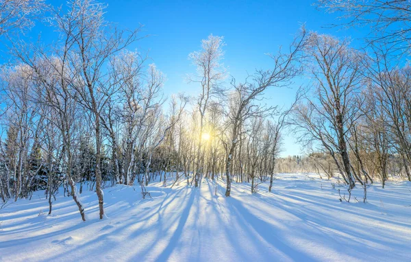 Χειμερινό Τοπίο Χιονισμένο Δάσος Και Πραγματικός Ήλιος Ανέγγιχτο Χιόνι Λάμπει — Φωτογραφία Αρχείου