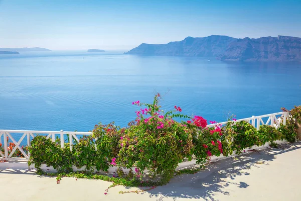 Santorini Koncept Pozadí Řecko Ostrov Santorini Oia Bílá Architektura Květiny — Stock fotografie