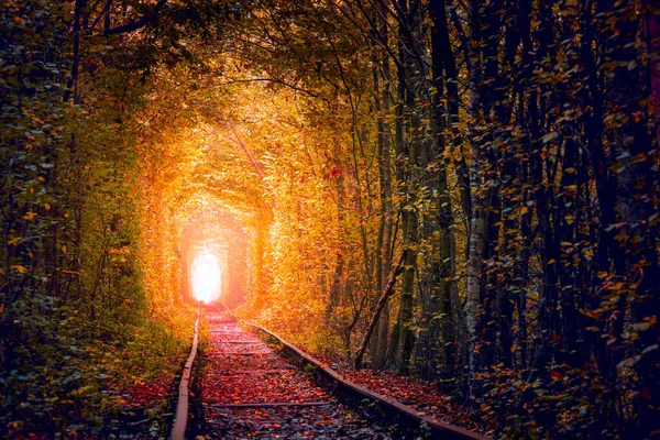 老秋树隧道与老铁路 爱情隧道 爱情的天然隧道是由树构成的 乌克兰 — 图库照片