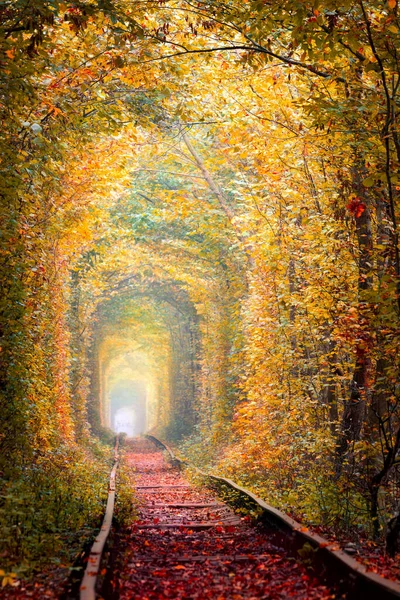 Túnel Das Árvores Outono Douradas Com Antiga Ferrovia Túnel Amor — Fotografia de Stock