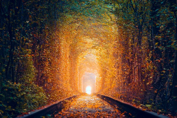 Магічний Тунель Осінніх Дерев Старою Залізницею Тунель Кохання Природний Тунель — стокове фото