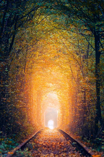 古い鉄道 愛のトンネルを持つオールド秋の木トンネル 木によって形成された愛の自然なトンネル ウクライナ ヨーロッパ リアルな秋の風景 ストック画像