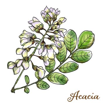 Sanatsal botanik el yapımı suluboya Acacia çiçekleri ve beyaz arka planda bitkiler için yapraklar. Yüksek çözünürlüklü Jpeg.