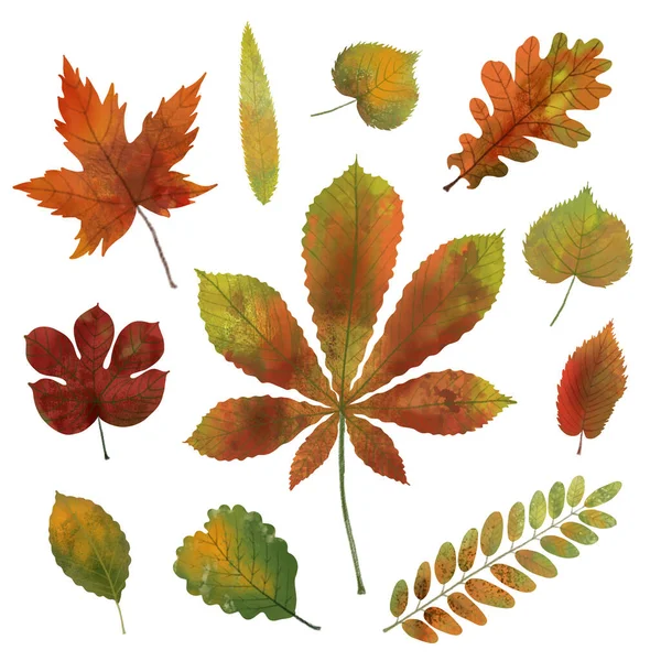 Színes Gyönyörűen Illusztrált Őszi Levelek Gyűjteménye Díszítő Készlet Színes Tölgy — Stock Fotó
