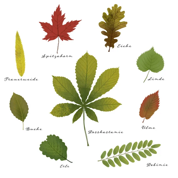 Collection Beautifully Illustrated Leaves Decorative Set Colorful Oak Walnut Acorn — Stock Photo, Image