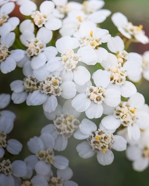 Küçük beyaz çiçekler. makro fotoğraf. dikey